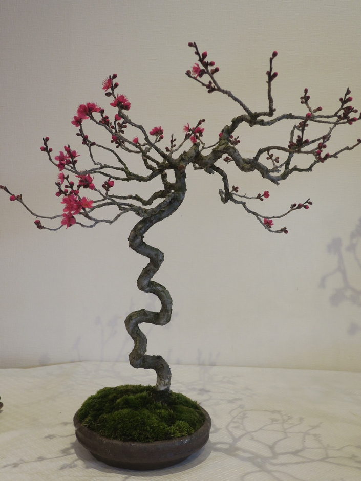 梅と早春の植物展（過去の様子）