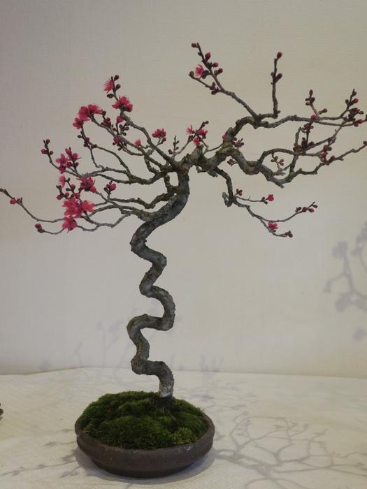 梅と早春の植物展(過去の様子)