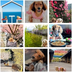 ペットツーリズム特化マーケティング企業・株式会社犬旅、 「長野を代表する企業100選」に選出