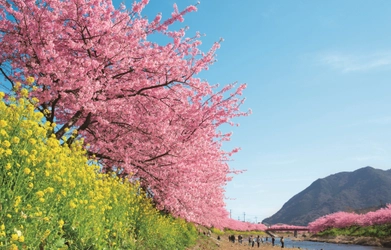 祝！第30回「河津桜まつり」一足早い令和の初春。 源泉かけ流しの湯宿で、館内利用券3000円や桜お土産など3大特典付きプラン登場♪