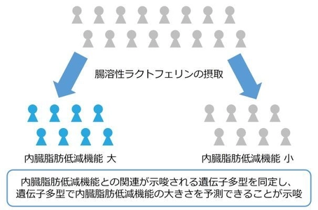 機能性食品の内臓脂肪低減機能と 遺伝子多型との関連性を研究し論文として公開