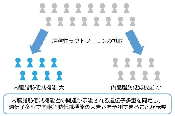 本研究結果の概要図