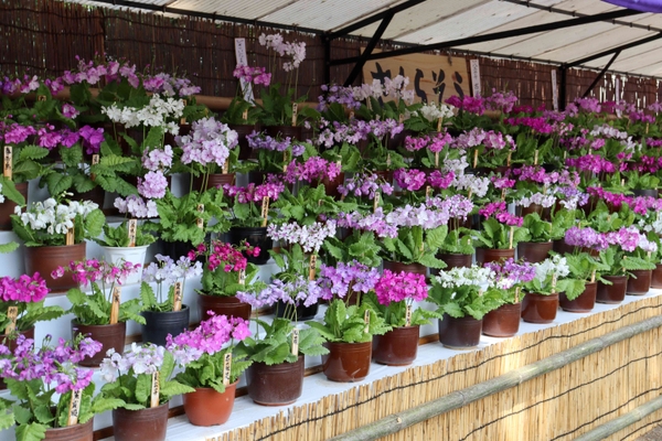 さくらそう展(令和4年度撮影)