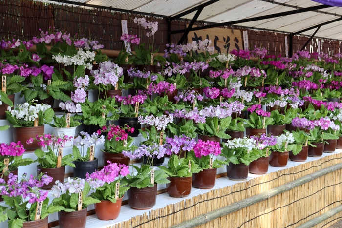 さくらそう展(令和4年度撮影)