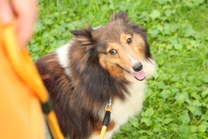 愛犬と協力
