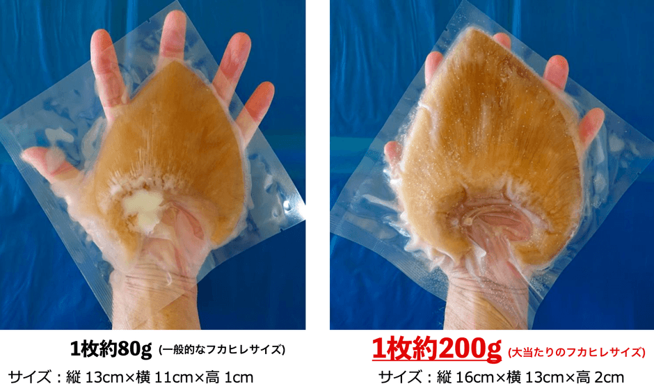 大きなフカヒレ