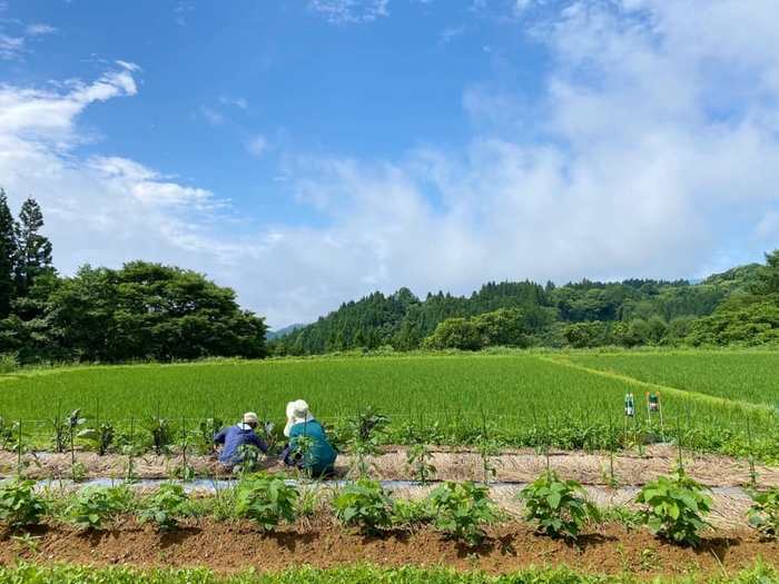 ぼたんこしょう園地（中野市永江地区）