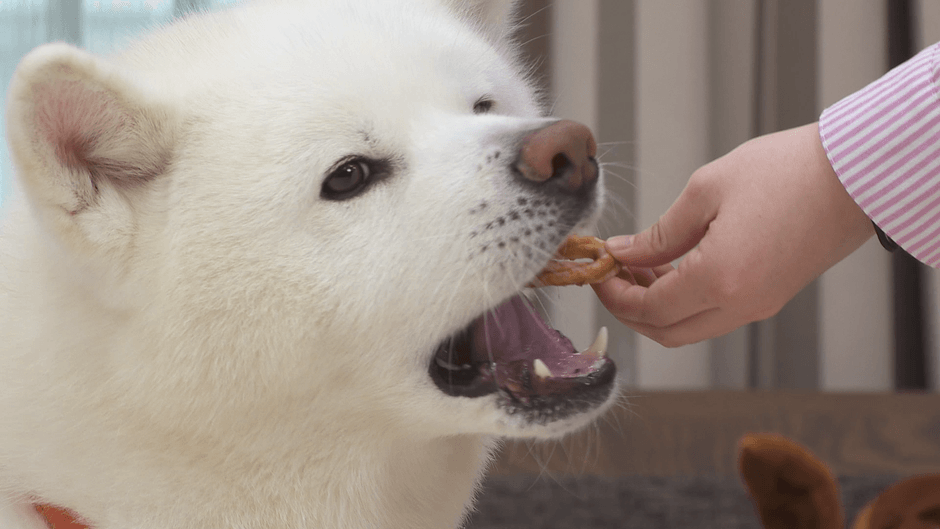 よく噛んで食べるわんちゃん