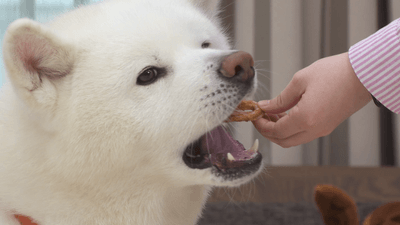 よく噛んで食べるわんちゃん