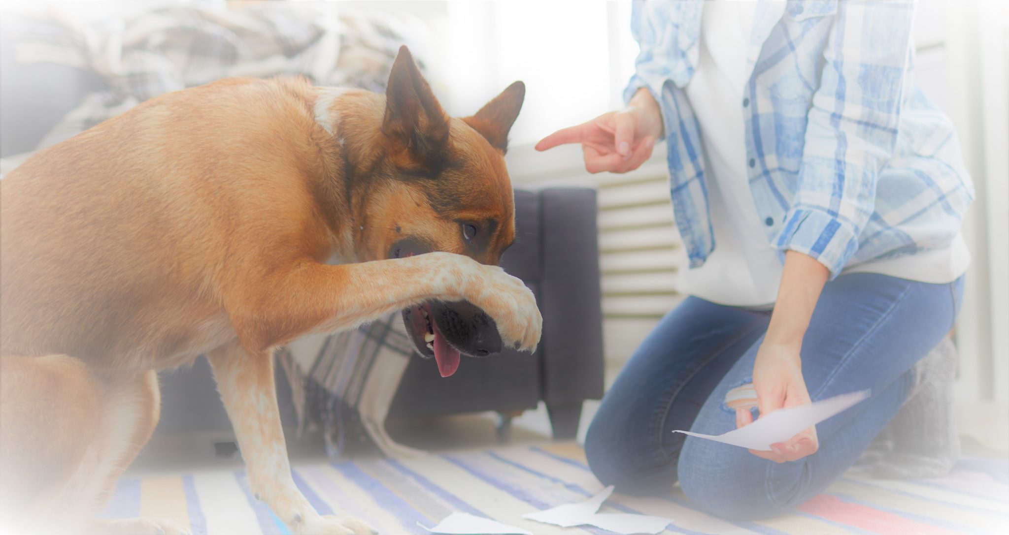 他の犬とトラブルにならないために知っておきたい犬の多動症について Newscast