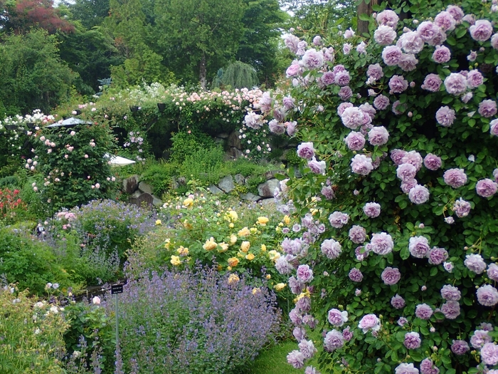 レイクガーデン