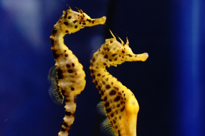 ポットベリーシーホース 2