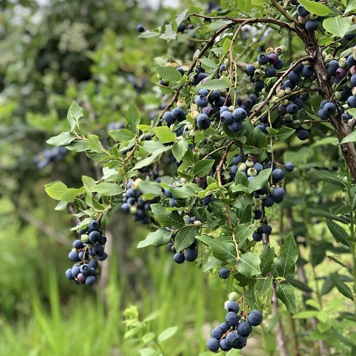 農家詳細ページには収穫前の画像も載っています