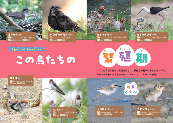 Special Feature 　この鳥たちの繁殖期　