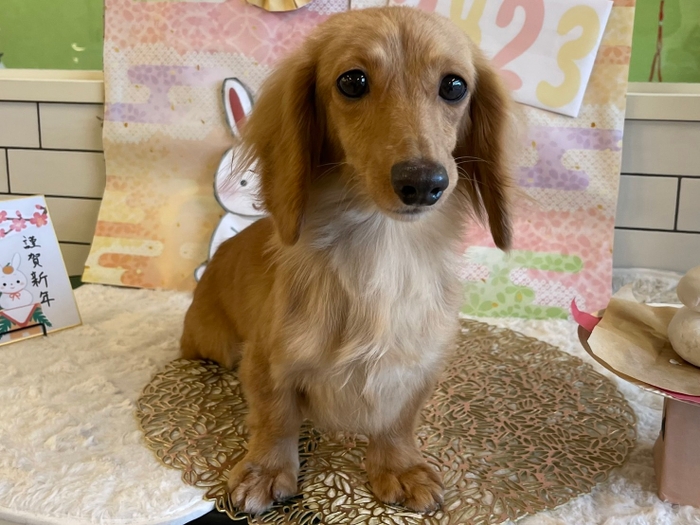 保護犬(2)