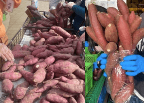 さつま芋詰め放題