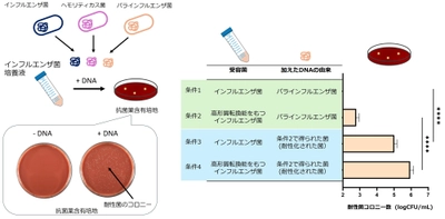 【名城大学】薬剤耐性拡大の新たな要因を解明