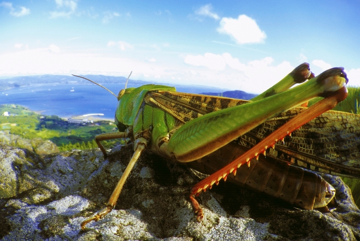 トノサマバッタ(撮影:栗林慧)