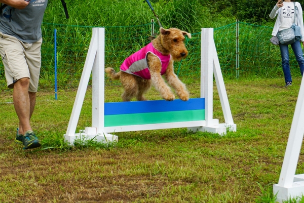 アジリティ風遊具に挑戦