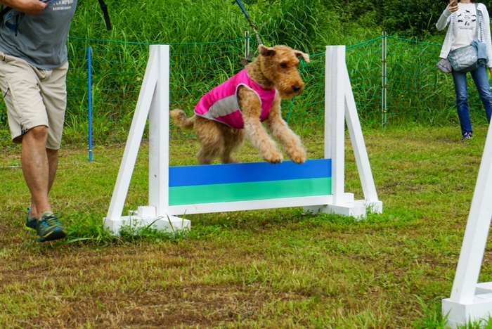 アジリティ風遊具に挑戦