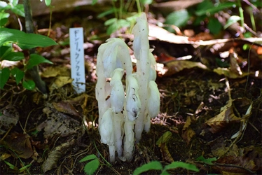 六甲高山植物園 神出鬼没？！ ギンリョウソウモドキが開花しました！