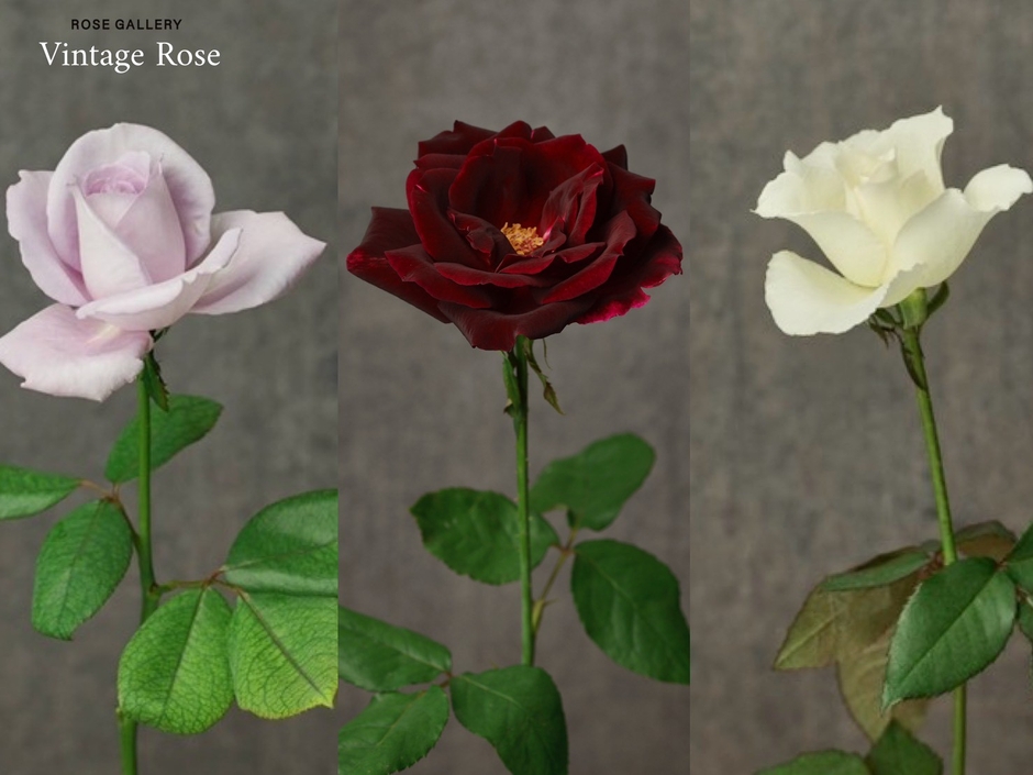 左から「ブルームーン」「パパメイアン」「ホワイトサクセス」