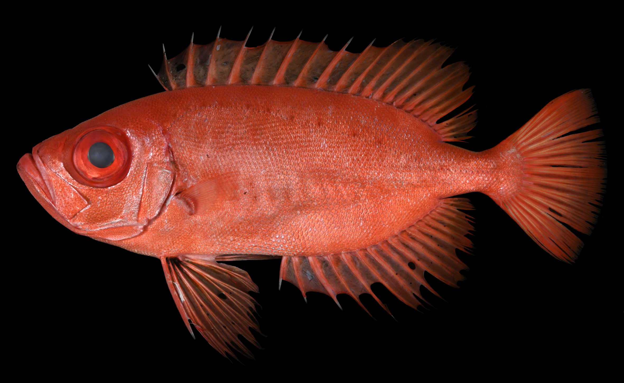 生鮮時のPriacanthus starnesi(アカネキントキ)のホロタイプ(標準体長154.8mm:鹿児島県産)