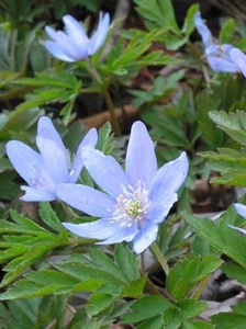 キクザキイチゲ3月下旬~4月上旬