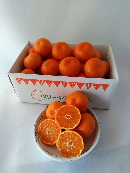 唐津産 希少種 山下紅みかん(1)