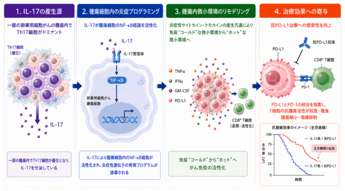治療が難しい卵巣がんで免疫療法が「有効なタイプ」を発見 「IL-17」による効果予測で個別化医療の実現に期待
