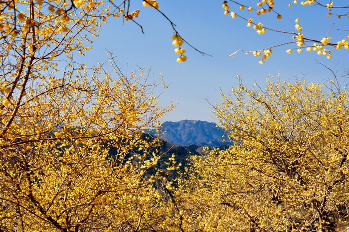 長瀞宝登山ロウバイ園