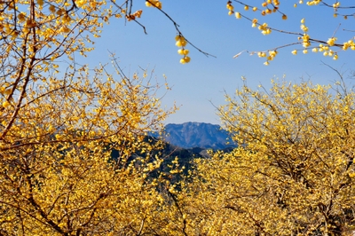 長瀞宝登山ロウバイ園