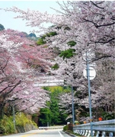 神戸の2大観光地・六甲山と有馬温泉は、 芦有ドライブウェイで約20分♪ロープウェーで約12分 六甲⇔有馬近さ発見！！ 六甲・有馬 日帰りドライブ満喫プラン2017 六甲・有馬 空中さんぽプラン2017