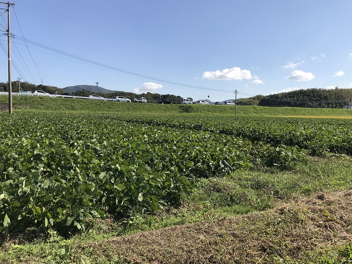 収穫直前の嘉麻ひすいの畑