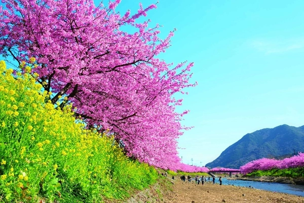 伊豆に春の訪れを告げる早咲き桜の祭典 「河津桜まつり」と「みなみの桜と菜の花まつり」をめぐる 小田原駅発の日帰りバスツアーを12月21日(木)に販売開始