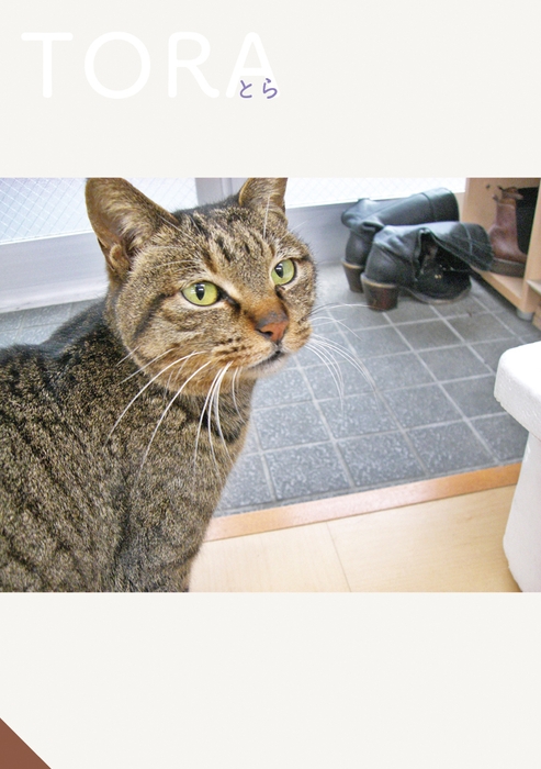 初代癒し課主任 とら(故猫)
