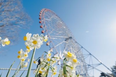 葛西臨海公園のスイセン（令和５年２月の様子）