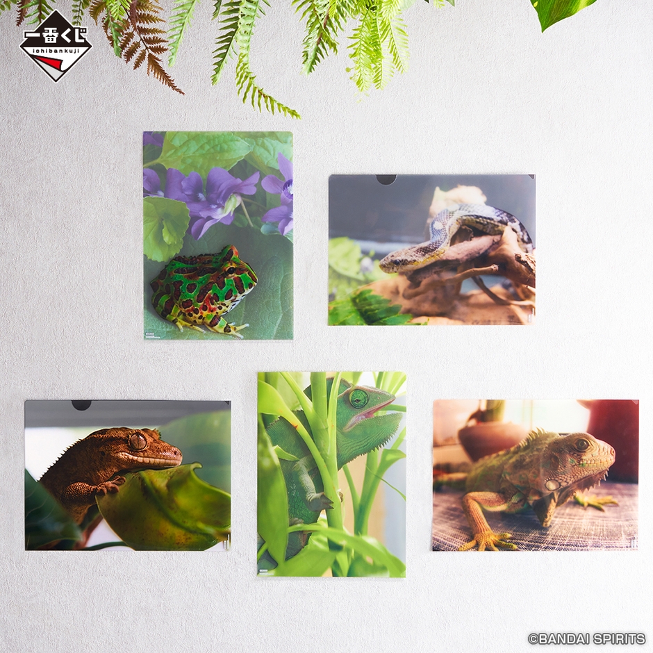 G賞：バリエーションクリアファイル(イメージ)