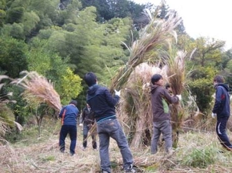 ススキ畑を作って茅葺き古民家を守る！　学生が挑む「かやぶき古民家保存・再生プロジェクト」