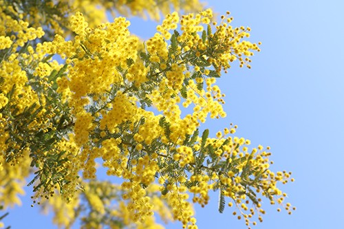 花ファンタジア「春の部」スタート！