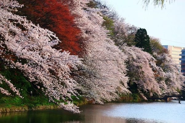 桜100選「高岡古城公園」の 傷んだ桜の木を植え替え、次世代につなぎたい 　12月25日までクラウドファンディング実施中