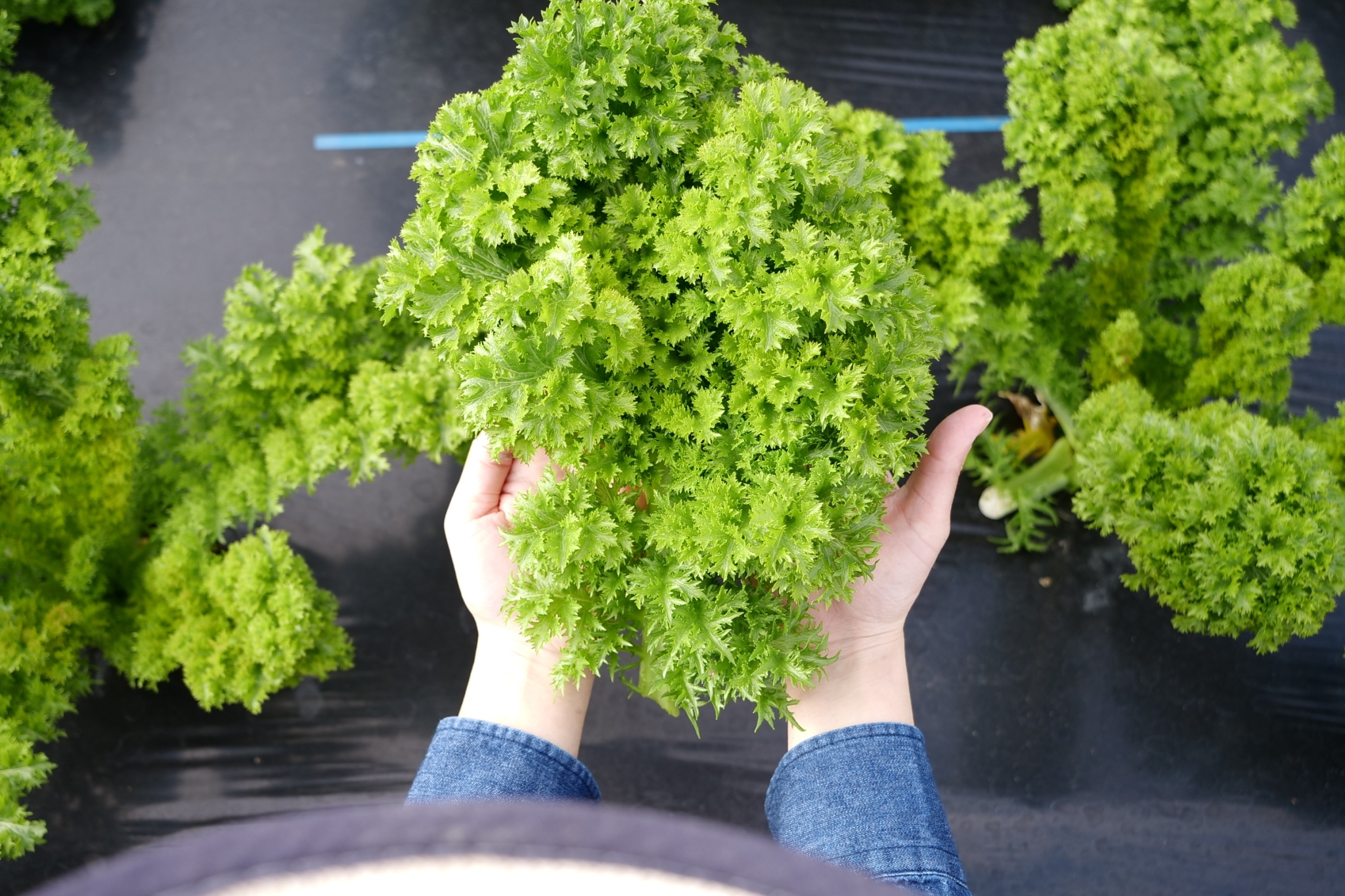 しまなみリーフの栽培