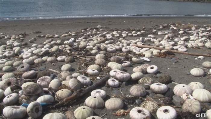テレメンタリー「赤潮」白くなったウニの死骸で埋め尽くされた海岸(C)HTB