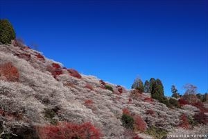 小原四季桜5(川見四季桜の里)