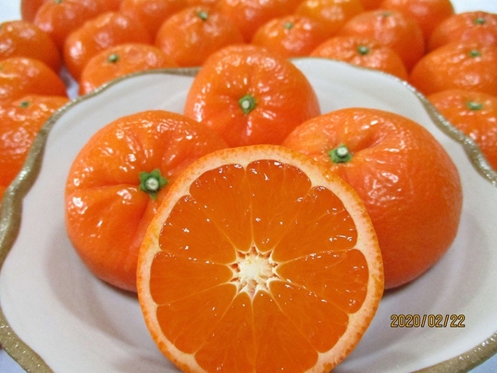 唐津産 幻のみかん マーコットオレンジ