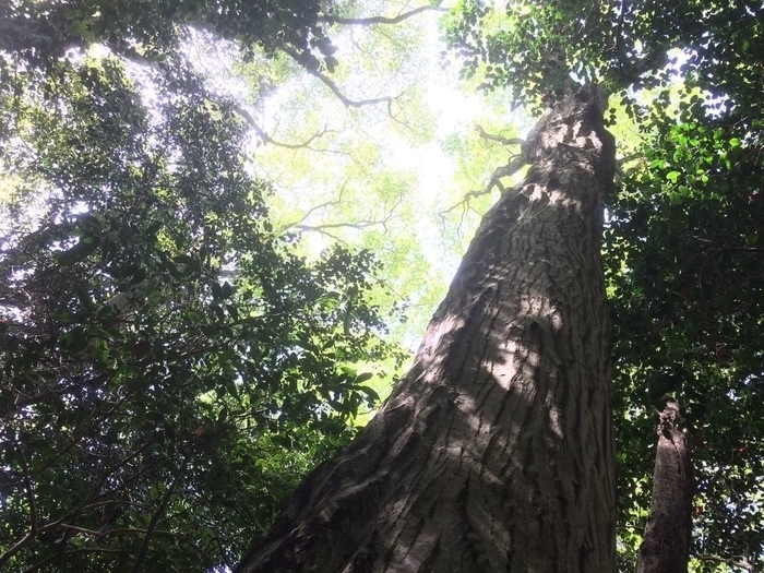 六所山。原生林でお手軽森林浴と山麓ランチ