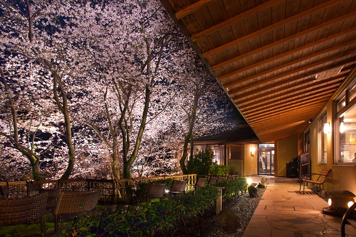 「吉祥CAREN」の夜桜