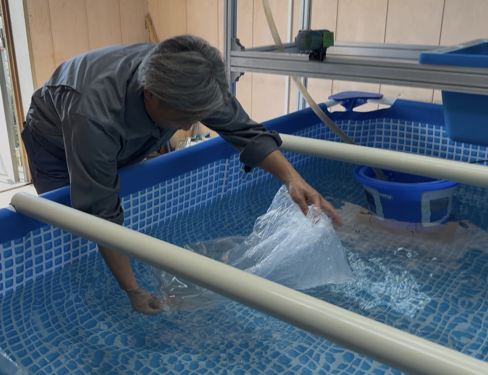稚エビ放流シーン
