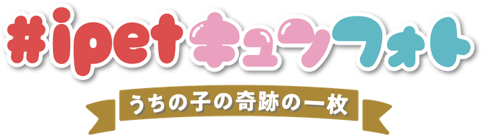 キュンフォトLogo