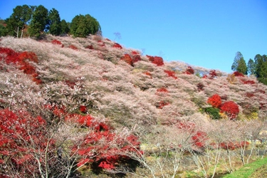 愛知県豊田市　奇跡の桜・四季桜が織りなす秋の別世界